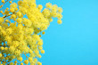 mimosa - festa della donna