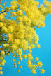 mimosa - festa della donna