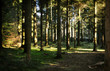 Woods