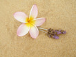 Frangipani mit Lavendel