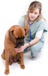 Photo: jeune femme vétérinaire qui osculte un chien boxer jeune femme vétérinaire qui osculte un chien boxer