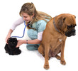 Photo: animaux chez le vétérinaire animaux chez le vétérinaire