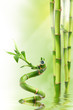 Bamboo I