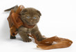 Brown Scottish Fold kitten. Brown Scottish Fold kitten.