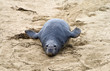 sea lions at the beach sea lions at the beach