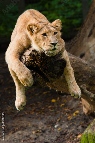 Photo: female lion in a tree female lion in a tree