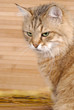Striped cat