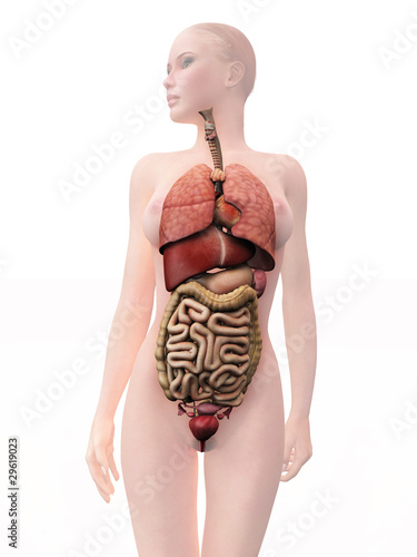 Illustration: internal human organs, woman internal human organs, woman