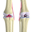 Knee joint with ligaments and cartilages isolated on white Knee joint with ligaments and cartilages isolated on white