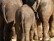 three elephants seen from behind