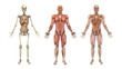 Anatomical Overlays with Internal Organs