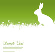 Hase auf Wiese