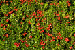 many cranberries in nature
