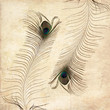 textured old paper background with peacock feather