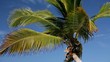 palms crones on skyscape palms crones on skyscape