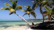 Palms on caribbean beach