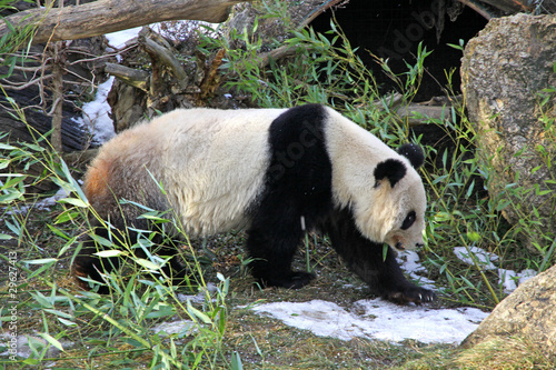 Photo: Giant panda bear walking in Vienna Zoo, Austria Giant panda bear walking in Vienna Zoo, Austria