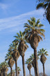 Sor: Palm Trees