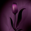 Kvetinová tajomné pozadie Tulip