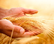 Wheat ears in the hands. Harvest concept