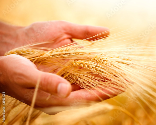 Photo: Wheat ears in the hands. Harvest concept Wheat ears in the hands. Harvest concept