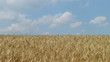 Wheat Field Against Sky 02