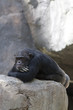 Chimpanzee Chimpanzee