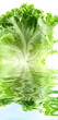 salade verte