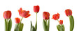 red tulips isolated on white background red tulips isolated on white background