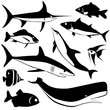 fish vector set