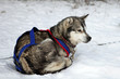 Chien de traîneau : Husky d'Alaska