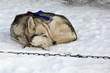 Chien de traîneau : Husky Sibérien