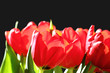 Tulpenstrauß