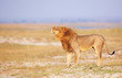 Lion (panthera leo) in savanna