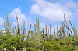Cacti vegetation, Bonaire