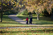 Two mothers pushing their buggies in the park, rear view