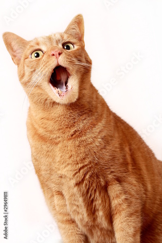 Photo: gähnende katze gähnende katze