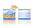 Gold Fish Moving to Better Website Gold Fish Moving to Better Website