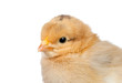 Little yellow chicken Little yellow chicken