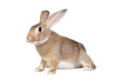 Nice brown bunny