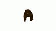 Video: Bear Bear