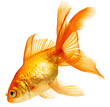 gold fish isolated on white