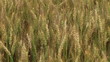 Video: Traveling Through Wheat Field 02 Traveling Through Wheat Field 02