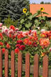 Dahlien und Sonnenblumen