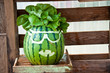 carved art on watermelon carved art on watermelon