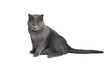chat chartreux