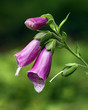 The flower of Lady's Glove