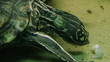 Turtle Eating