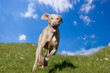 Weimaraner running towards camera
