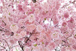 Sanft leuchtende Kirschblüten am Baum Sanft leuchtende Kirschblüten am Baum